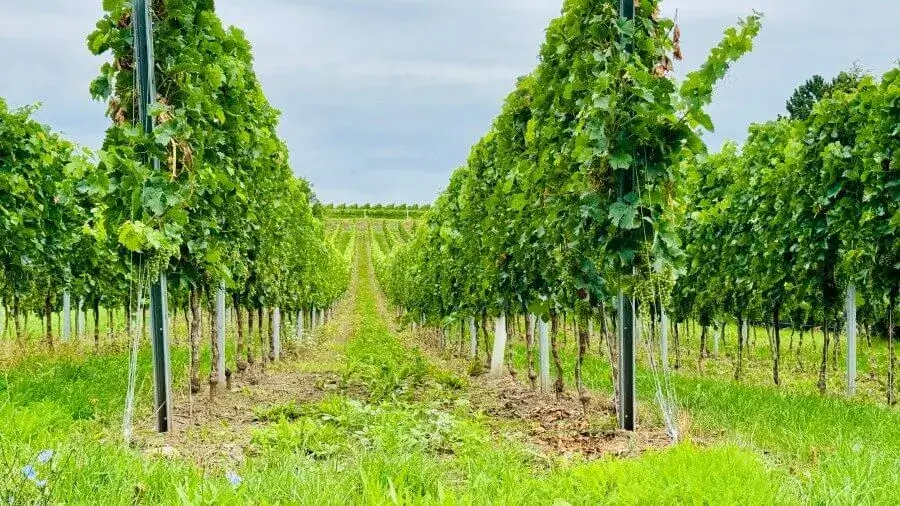 Wanderwege in Edenkoben – Von der Villa Edenblick in die Natur