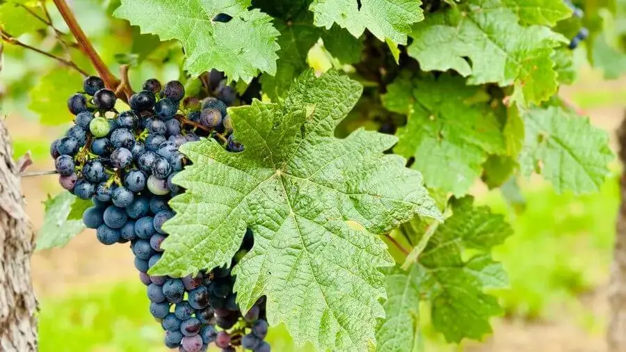 Die Südliche Weinstraße – Wein, Genuss und Lebensfreude